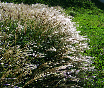 Flowering Ornamental Grass, Silvery thumbnail