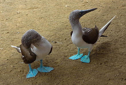 two birds thumbnail