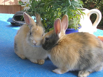 two brown rabbits on table thumbnail