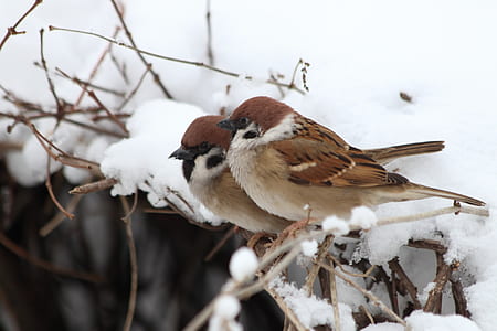 two birds perched on branch during winter thumbnail