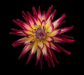 close-up photography of yellow and red dahlia thumbnail