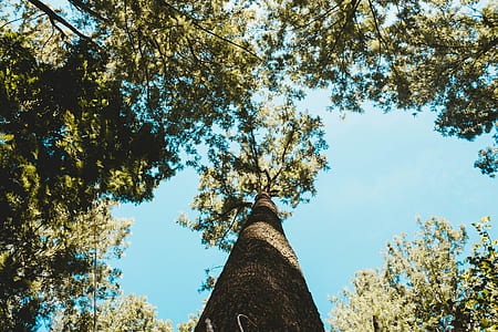 low angle photography of green trees thumbnail