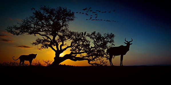 silhouette photography of deer and lion ear tree during golden hour thumbnail