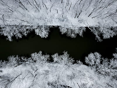 top angle photo of bare tree between of river water taken at daytime thumbnail