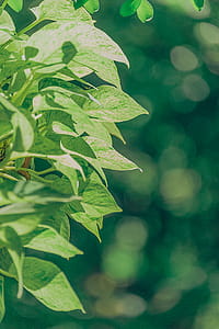 Macro Photography of Green Leafed Plant thumbnail