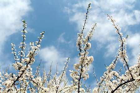 shallow focus photography of white flowers thumbnail