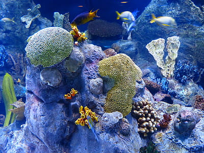 yellow-and-gray fishes thumbnail