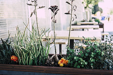 green leaf plants thumbnail