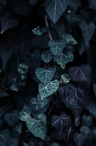 shallow focus photography of green leaves thumbnail