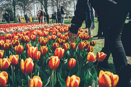 person touching red-and-orange tulips field during daytime thumbnail