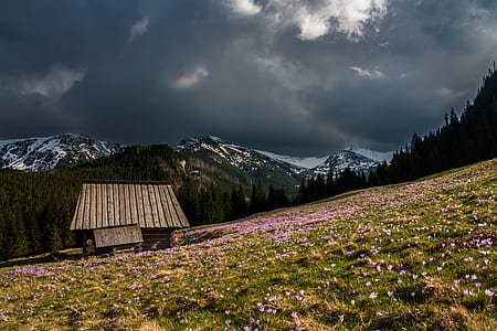 gray house surrounded with pink petal flowers under grey sky photography thumbnail