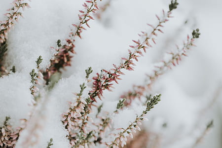 close up photography of brown leafed plant thumbnail