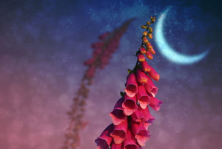 pink foxgloves under moon wallpaper thumbnail