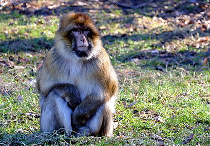 wood, nature, animal, sitting thumbnail