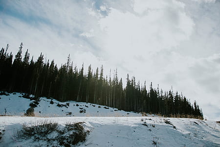 green pine trees during daytime thumbnail