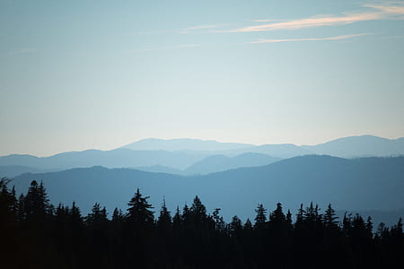 selective focus photography of trees and mountains thumbnail