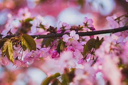 Shallow Focus of Purple and White Flowers thumbnail