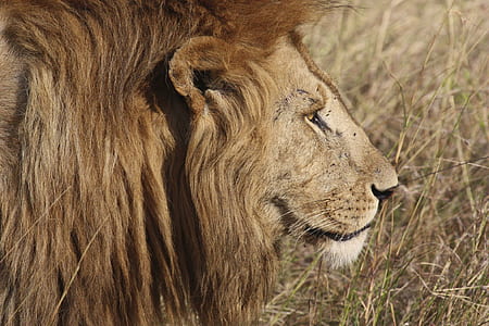 photo of Lion thumbnail
