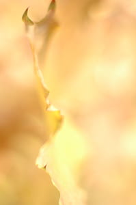 yellow leaf thumbnail