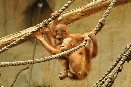 two orangutans hanging on brown ropes thumbnail