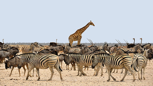 zebras, giraffe, and ostriches thumbnail