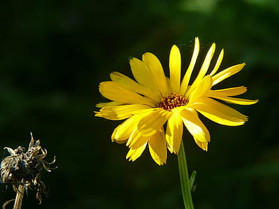 selective focus photo of yellow petaled flower in bloom thumbnail