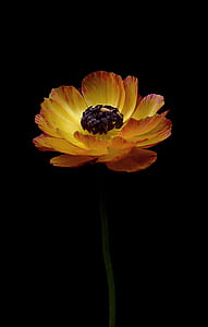 yellow and red poppy flower thumbnail