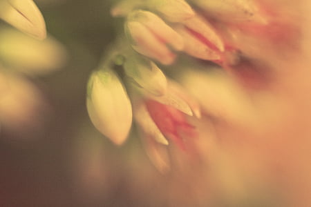 nature, light, macro, flowers, flower, background thumbnail