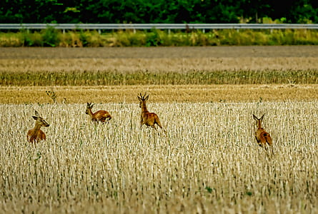four antelope running on green grass field thumbnail
