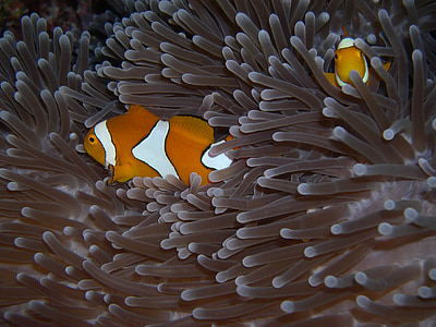 two orange-and-white clown fishes thumbnail