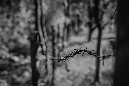 shallow focus photography of barb wire thumbnail