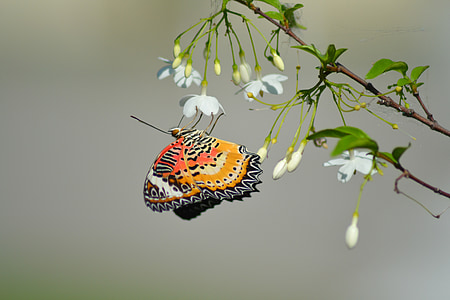leopard lacewing butterfly on white clustered flower thumbnail