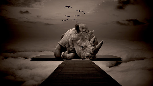 rhino on brown wooden dock thumbnail