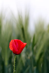 closeup photo of red poppy flower thumbnail