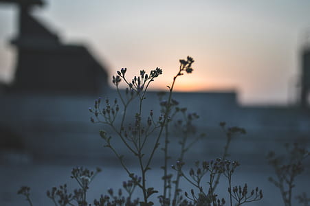 Lose Up Photo of Green Flower thumbnail