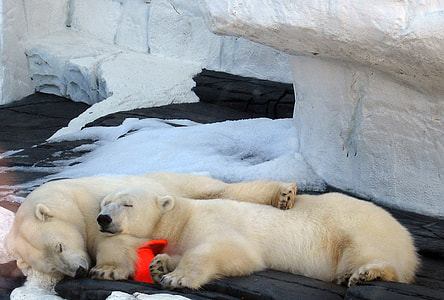 two Polar Bear lying on black stone during daytime thumbnail