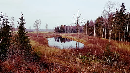Body of Water Near Trees Under Cloudy Sky thumbnail