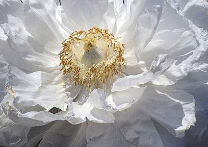 white peony in bloom close up photo thumbnail