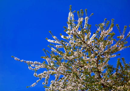 low-angle view of white flowering tree under blue sky thumbnail