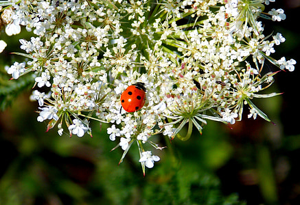 close-up photo of ladybug perched on white flowers thumbnail