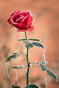 frosted red rose flower thumbnail