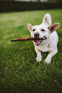 Dog playing with stick thumbnail