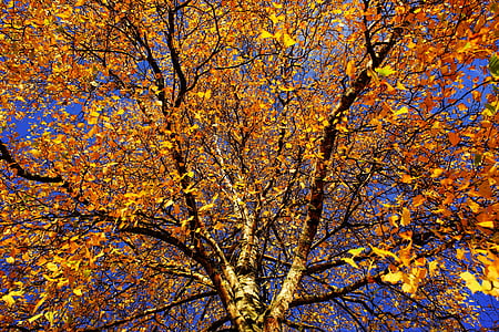 yellow leaf tree under clear blue sky during daytime thumbnail
