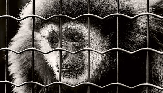 grayscale photo of monkey behind fence thumbnail