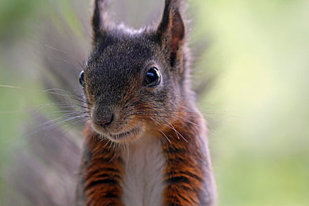 close-up photography of squirrel at daytime thumbnail