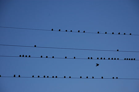 flock of birds perched on wre thumbnail