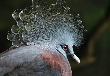 closeup photo of Victoria crowned pigeon thumbnail