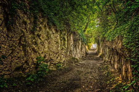 narrow road in the forest painting thumbnail