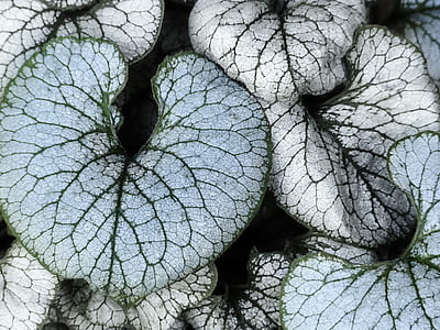 gray and green leafed plants thumbnail