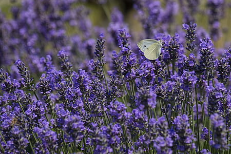 cabbage white butterfly perched on lavender flowers thumbnail